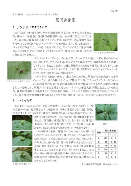 打吹山ウォッチングガイド173号