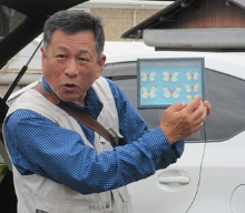 ツマキチョウの解説