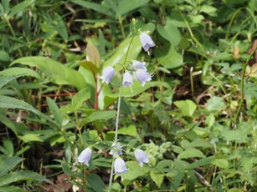 ツリガネニンジン