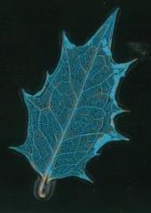 着色した葉脈標本