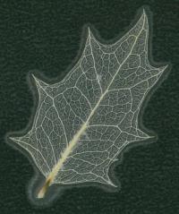 葉脈標本