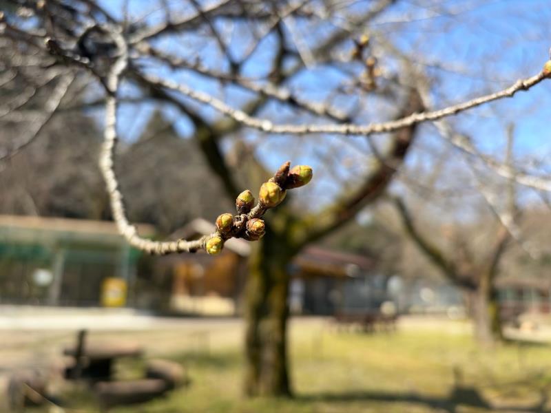 動物舎周辺（ソメイヨシノ）