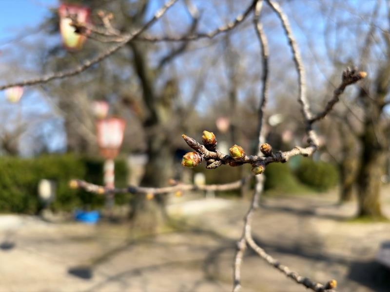 遊具広場前（ジンダイアケボノ）