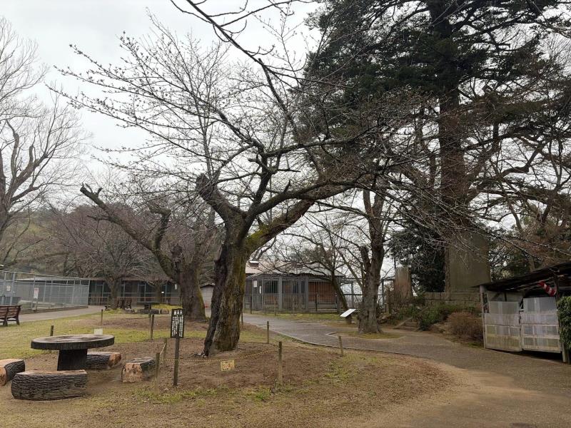 標本木