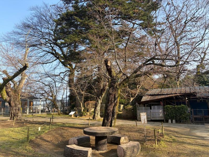 標本木