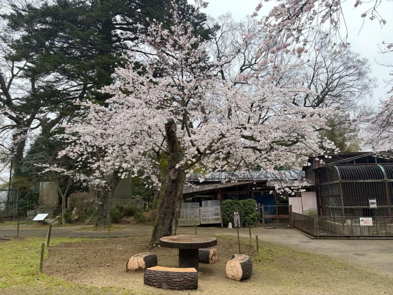 標本木