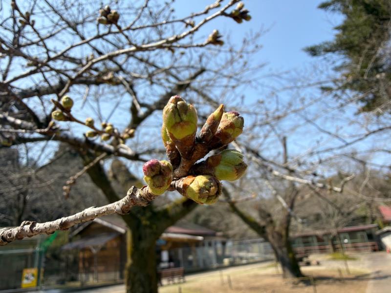 標本木