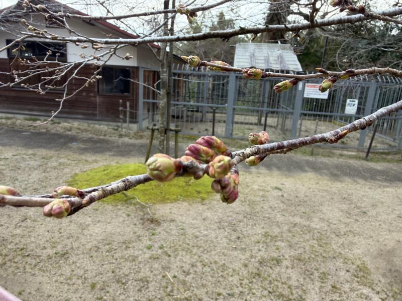 ソメイヨシノ