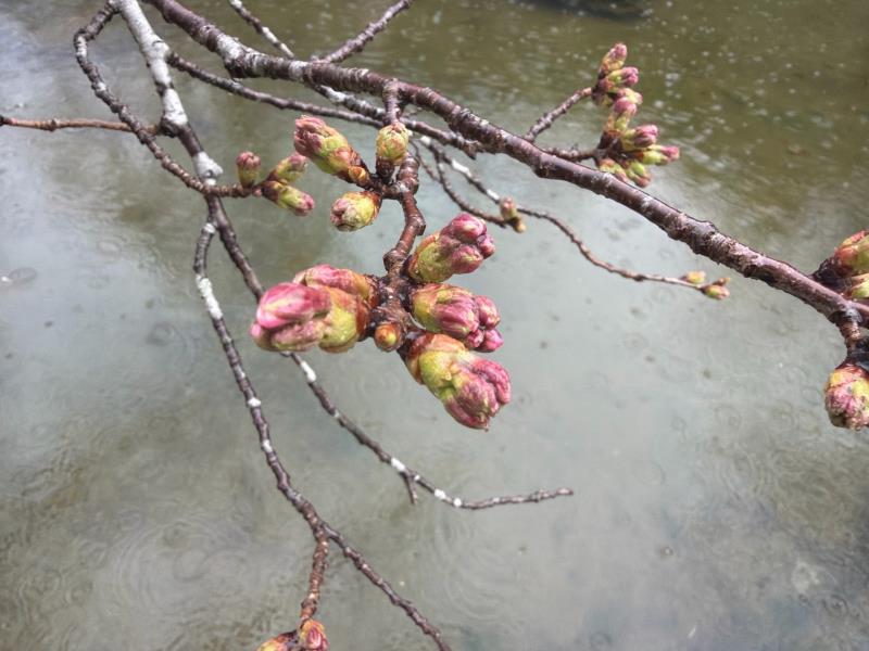 羽衣池