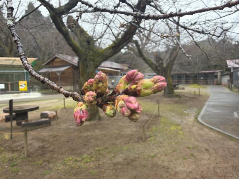 標本木