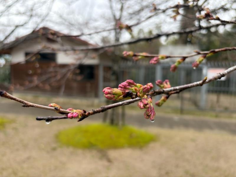 ソメイヨシノ
