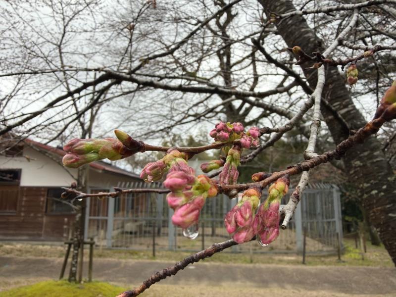 動物舎周辺