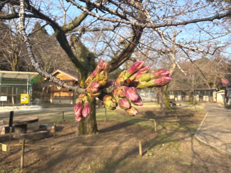 標本木
