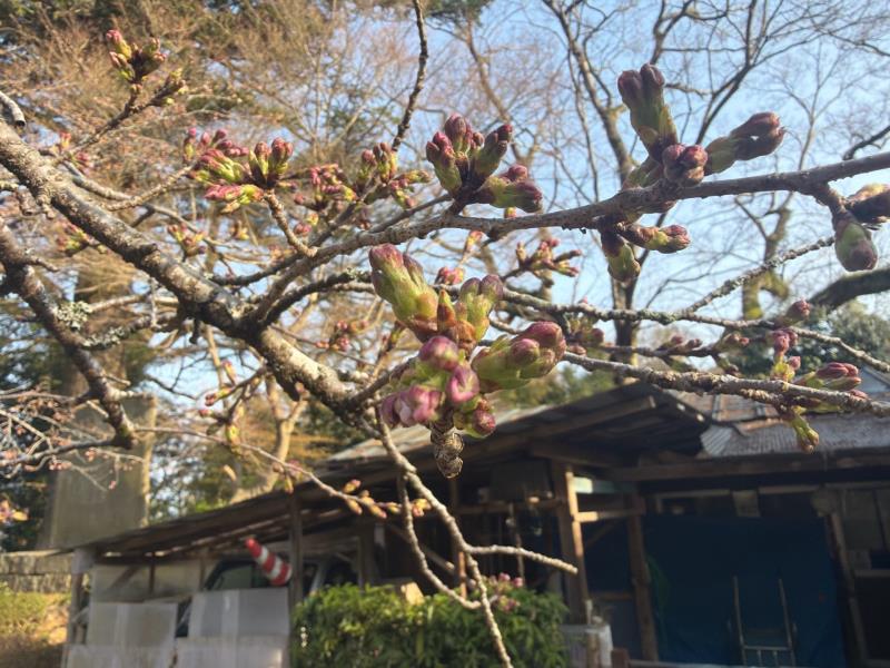 ソメイヨシノ