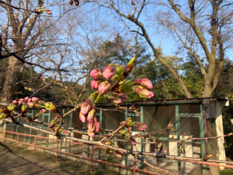 ソメイヨシノ