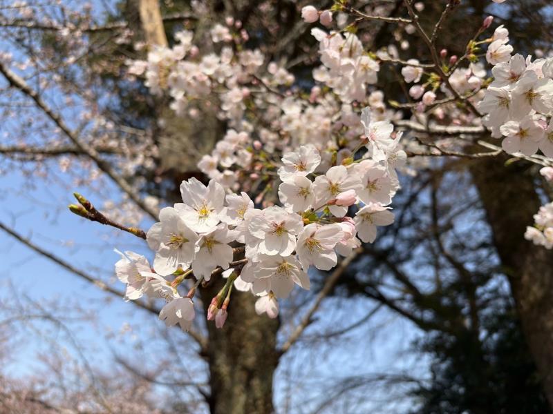 標本木