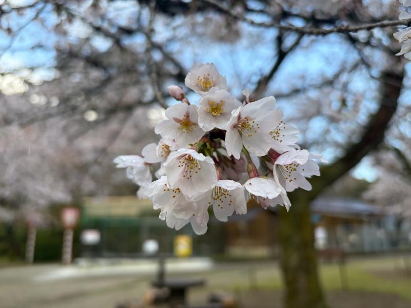 標本木