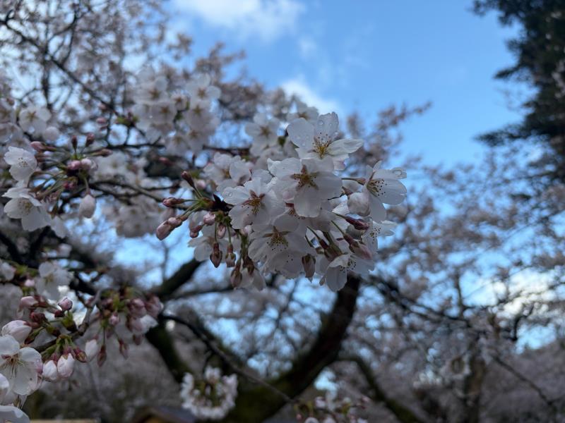 ソメイヨシノ
