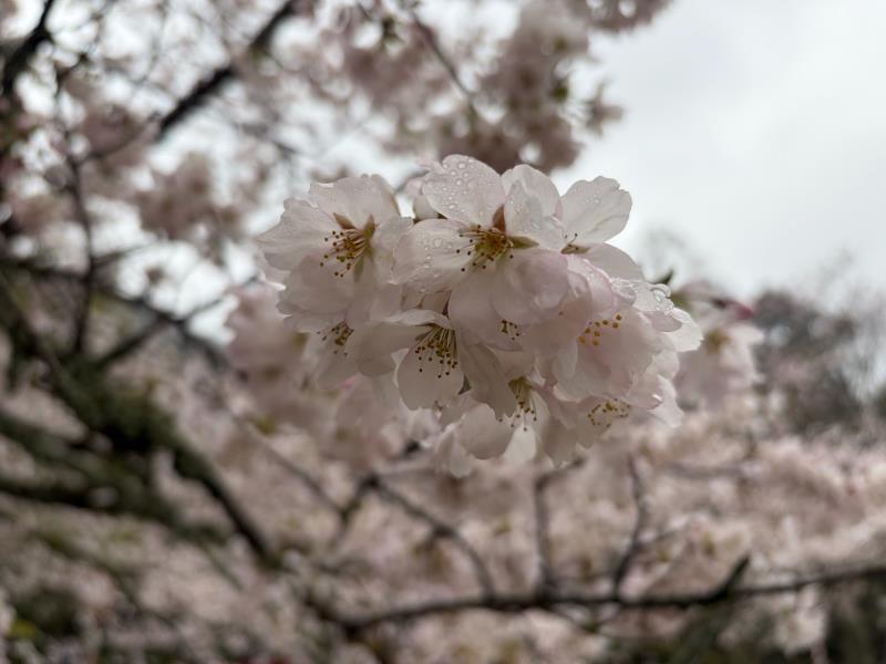標本木