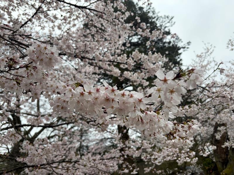 ソメイヨシノ