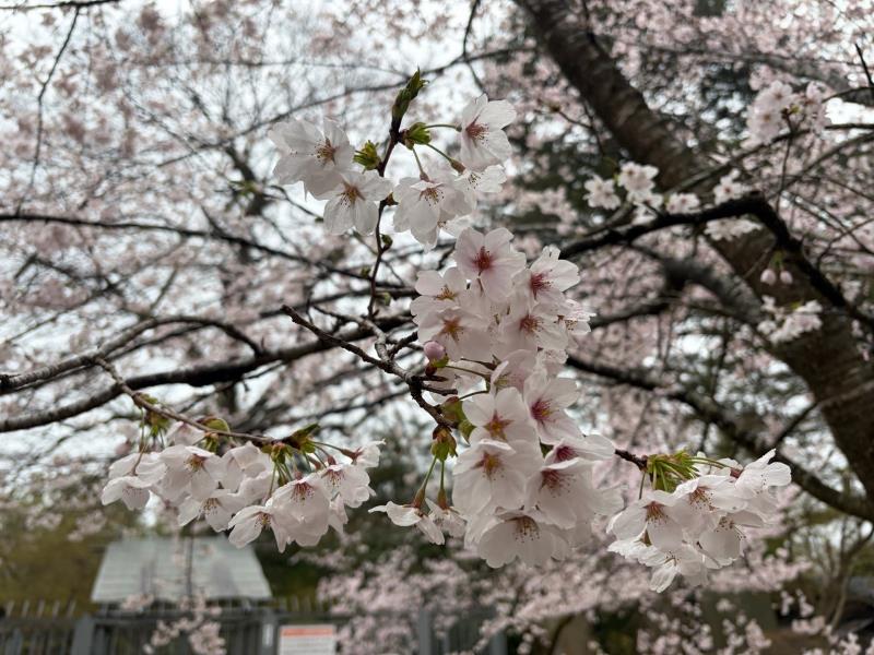 ソメイヨシノ