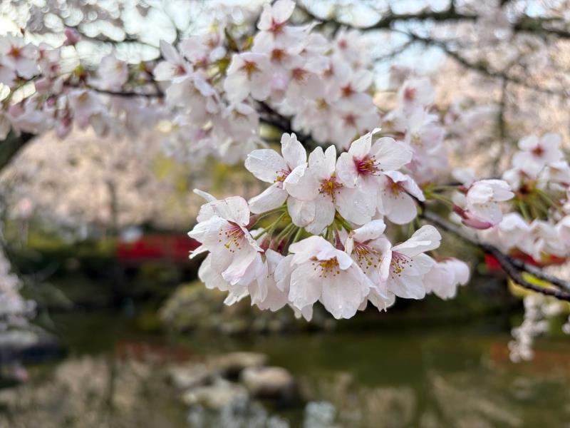 羽衣池