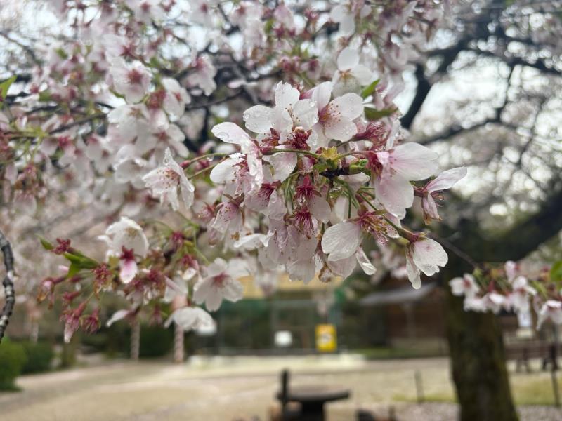 ソメイヨシノ