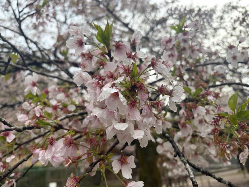 ソメイヨシノ