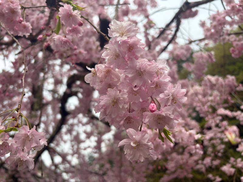 しだれ桜
