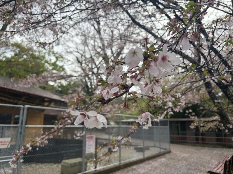 ソメイヨシノ