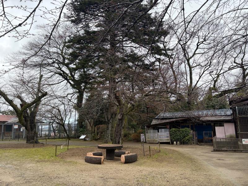 標本木