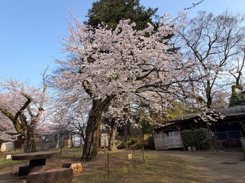 標本木