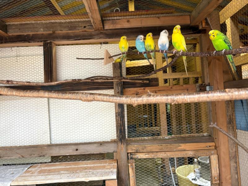インコの様子