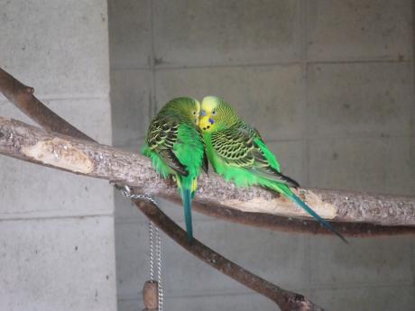 セキセイインコの写真