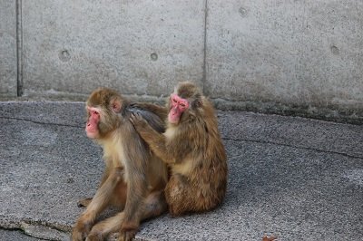 サル