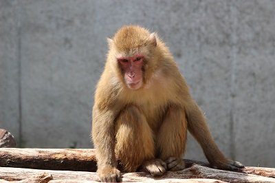 ニホンザル