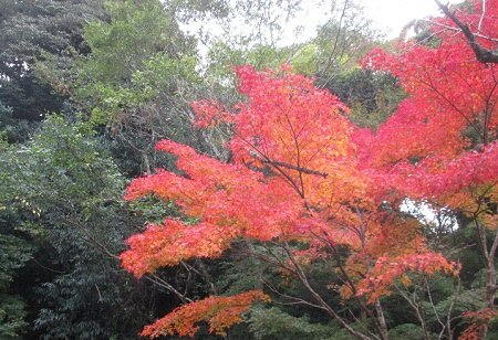 打吹公園紅葉2.JPG