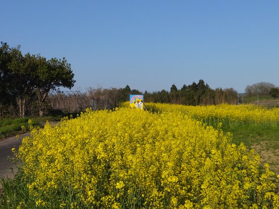 菜の花畑(1).JPG