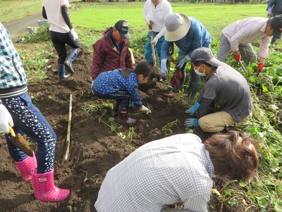 さつまいも収穫（令和2年）(1).JPG