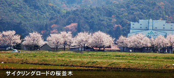 サイクリングロードの桜並木