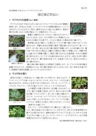 打吹山ウォッチングガイド最新号