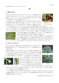 打吹山ウォッチングガイド最新号