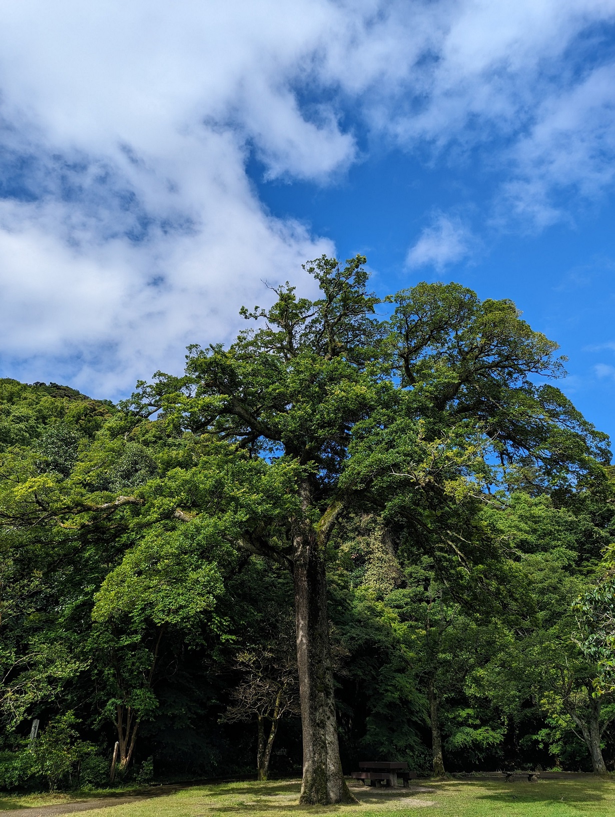 打吹公園「椿の平」のシンボルツリー