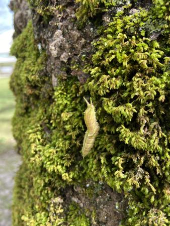 打吹公園_苔の生えた木の幹