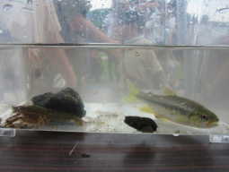 採集した生き物