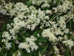 センニンソウの花