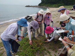 海岸植物の観察