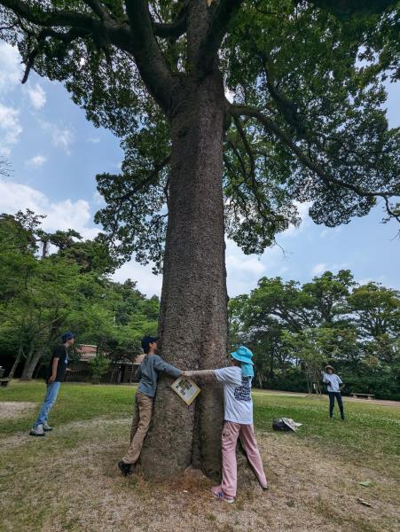 打吹山の木